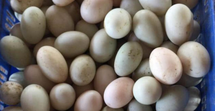 海南除了吃的还有啥特产,椰子特产在海南