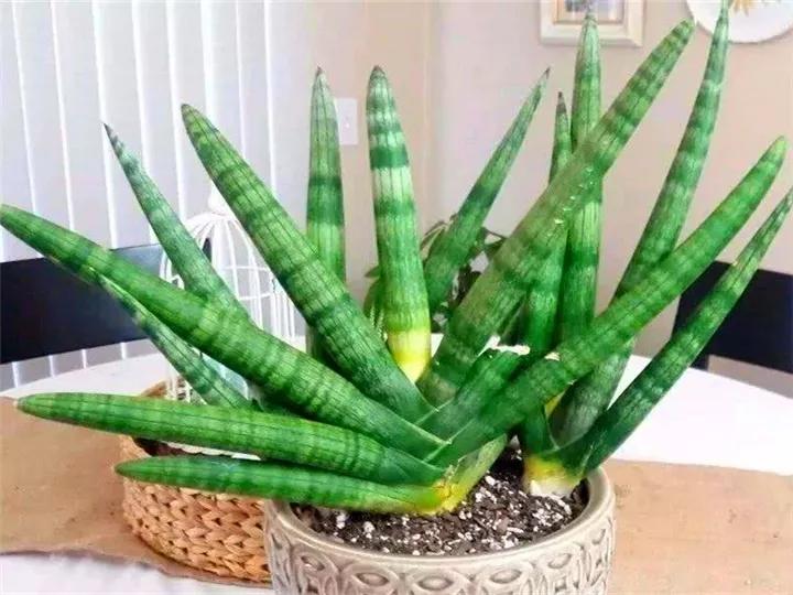 什么花放在家里最好看最实用,放家里风水好又好养的花有哪些