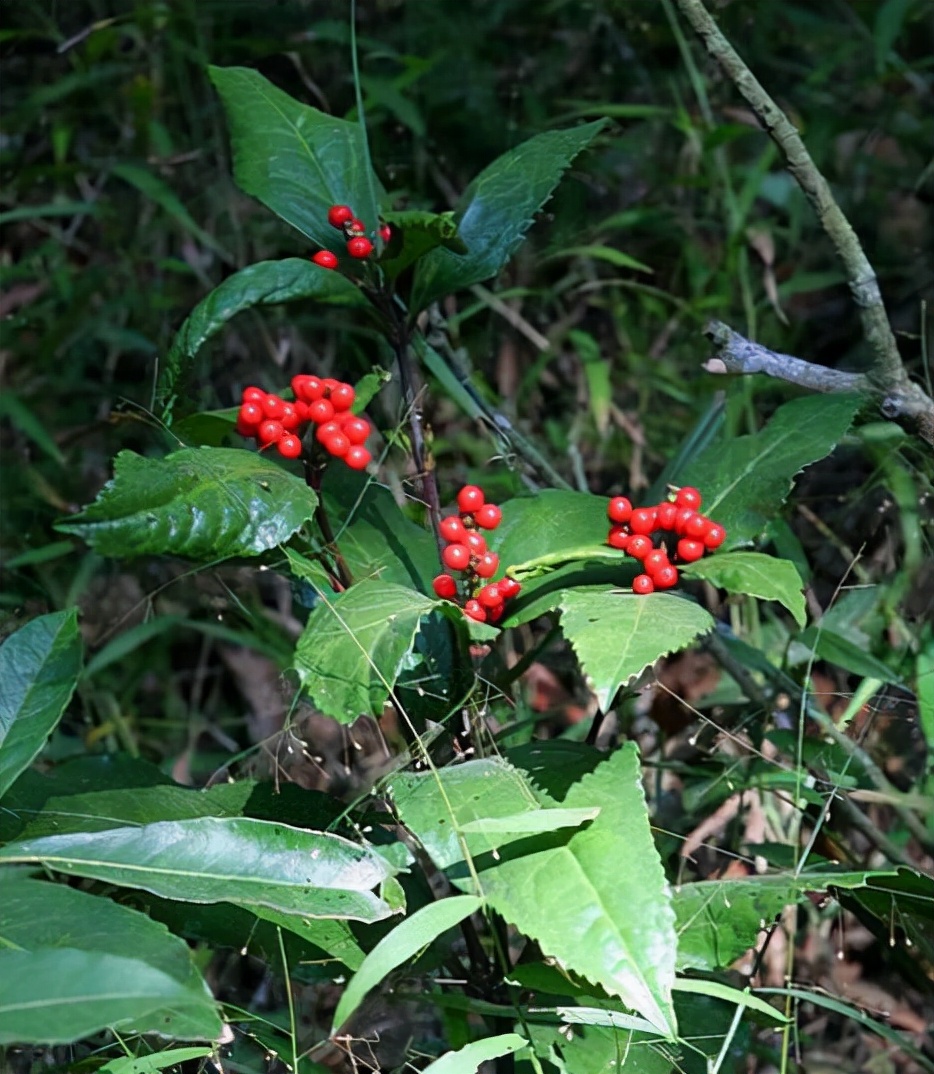 林中一种“满山香”，风一吹满山香气，是“草珊瑚含片”重要原料