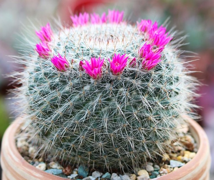 148个仙人球品种大全,100个仙人球品种