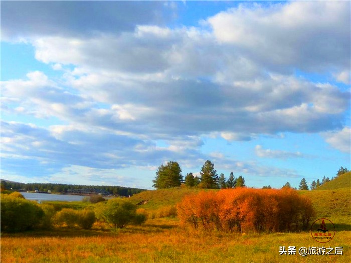 呼伦贝尔白桦林景区游玩时长,呼伦贝尔樟子松