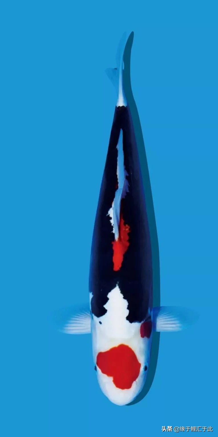 庭院锦鲤池怎样过冬,池养锦鲤鱼饲养方法