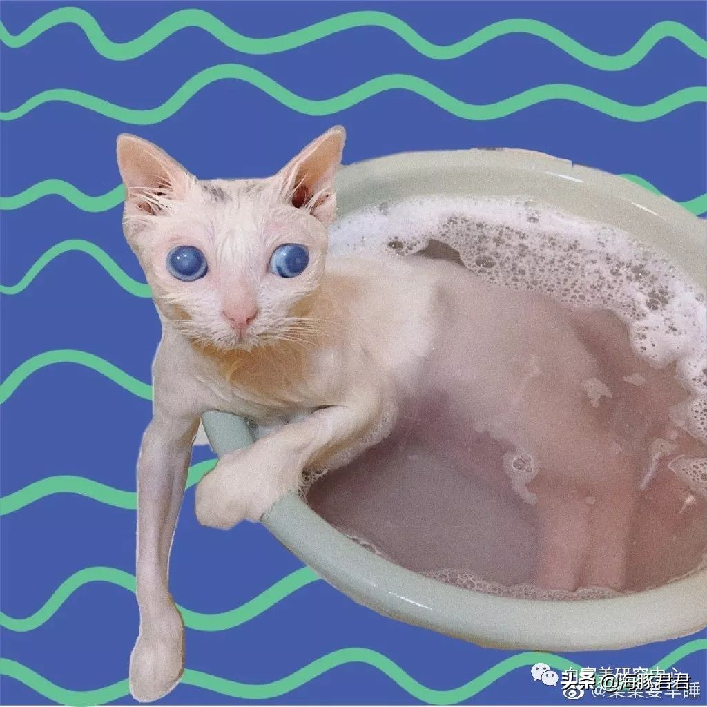 北京小公主靠吸猫血成百万大V,直播整容、大照骗、2年养死3只猫