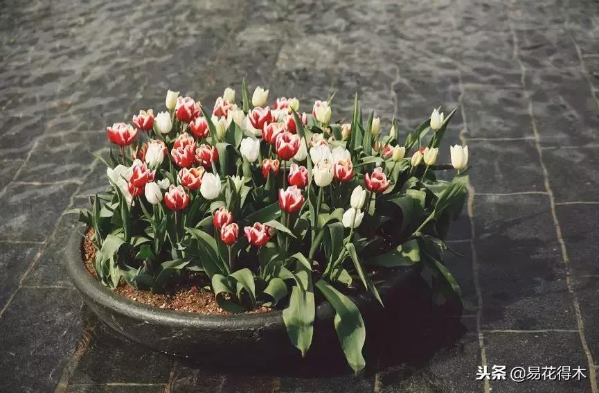 郁金香的种植方法及养护,郁金香养护方法及注意事项
