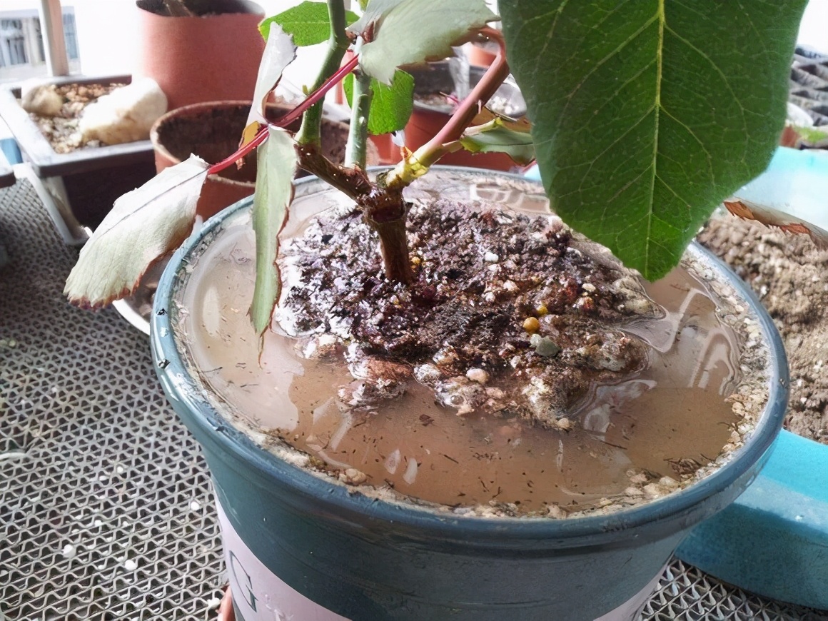 怎么让花盆土壤变酸性土壤呢,花盆土壤快速变疏松最简单方法