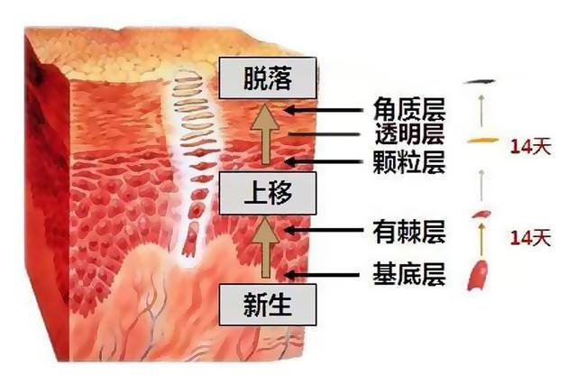 皮肤粗糙暗沉毛孔粗怎么改善,皮肤暗沉粗糙毛孔粗大