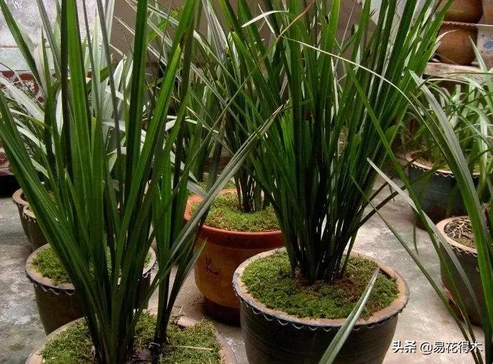 兰花春兰四大名品,兰花十大名品是哪些