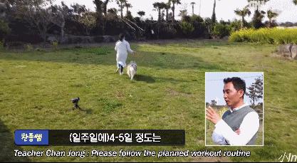 二哈减肥,为什么二哈会变瘦