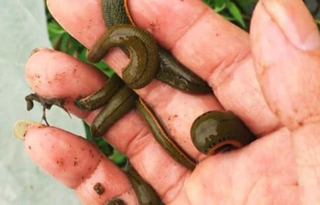 马口鱼用什么钓最好,钓友们钓过最大的翘嘴