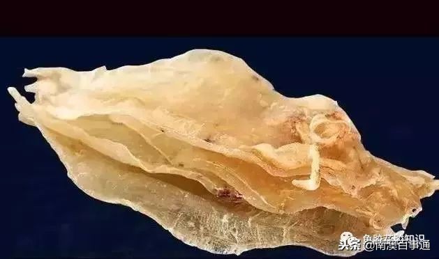 涨知识！鱼胶种类大全，不看亏大了！