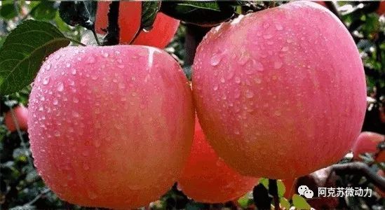 阿克苏在新疆的经济排名,阿克苏最强的县