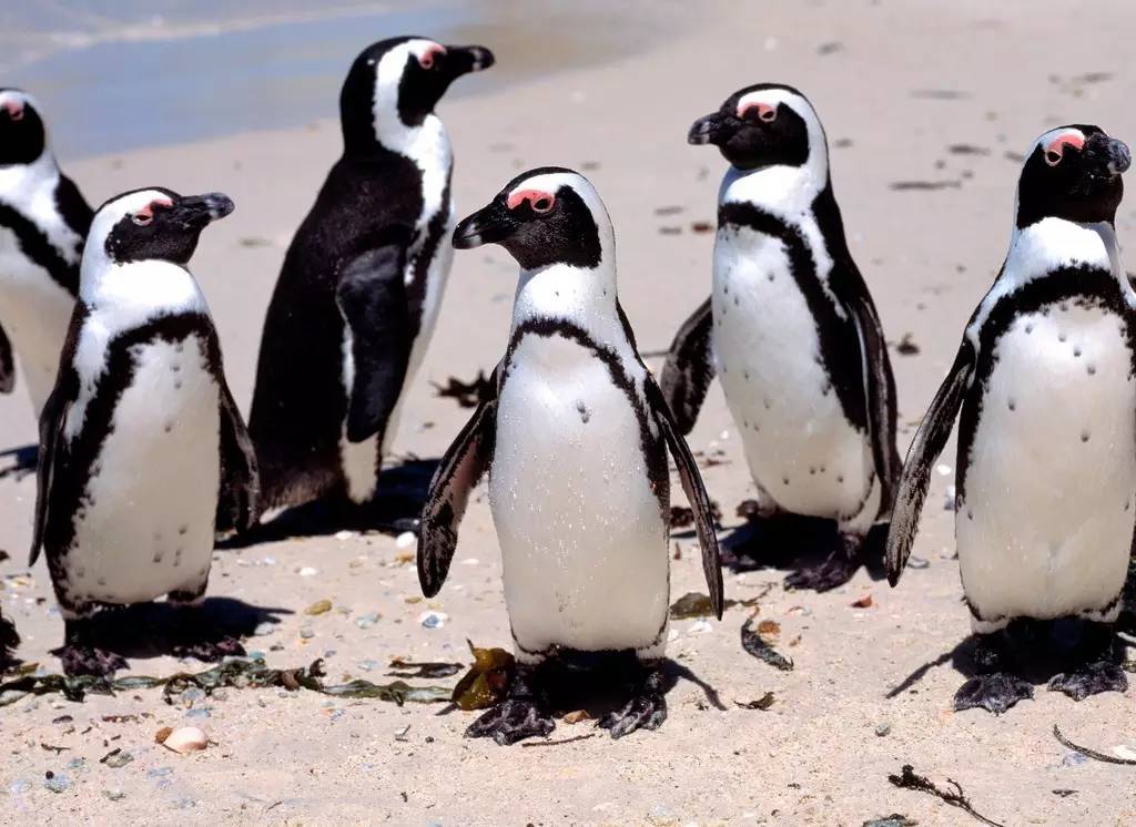 63只企鹅疑似被蛰死,南极企鹅被蜜蜂蛰死