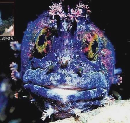 日本排放核污水海鲜会致癌吗,日本排放核废水后患癌的几率