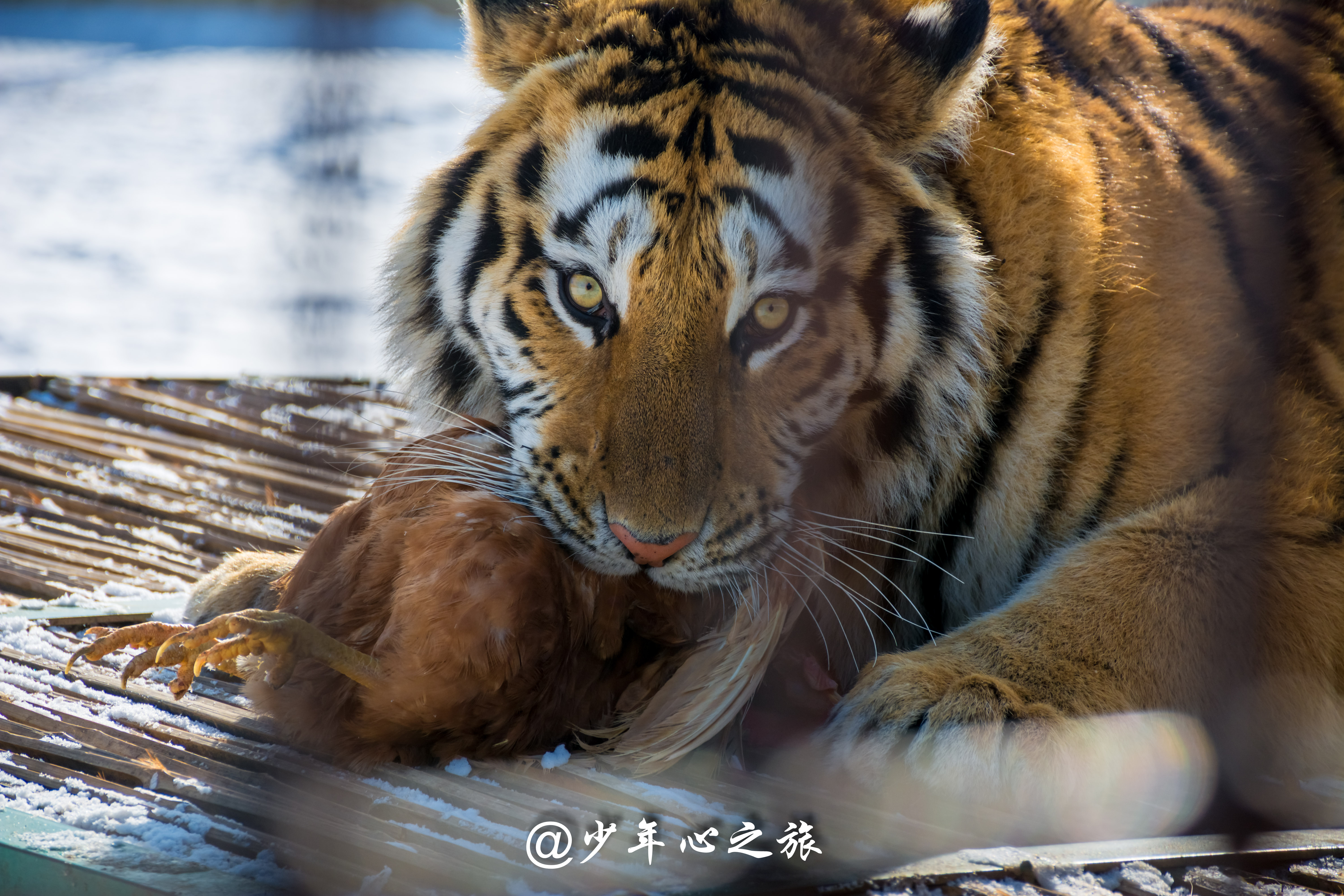 沈阳怪坡风景区门票多少钱,沈阳十大景点怪坡一日游攻略