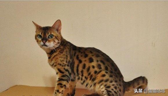 养猫新手买猫注意什么,新手养猫和买猫的注意事项