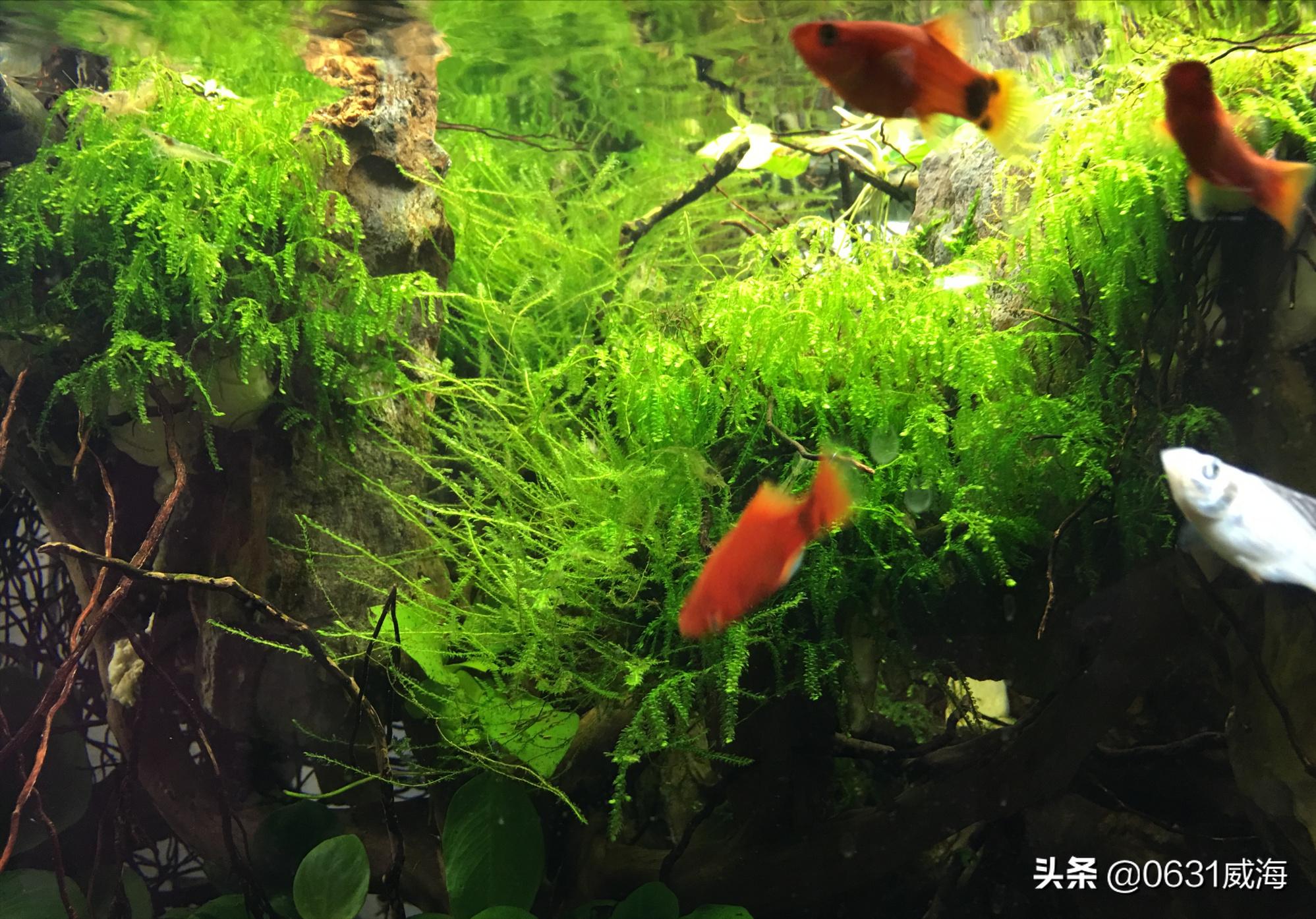 硝化细菌附在滤材是什么状态,为什么硝化细菌会附着在滤材上