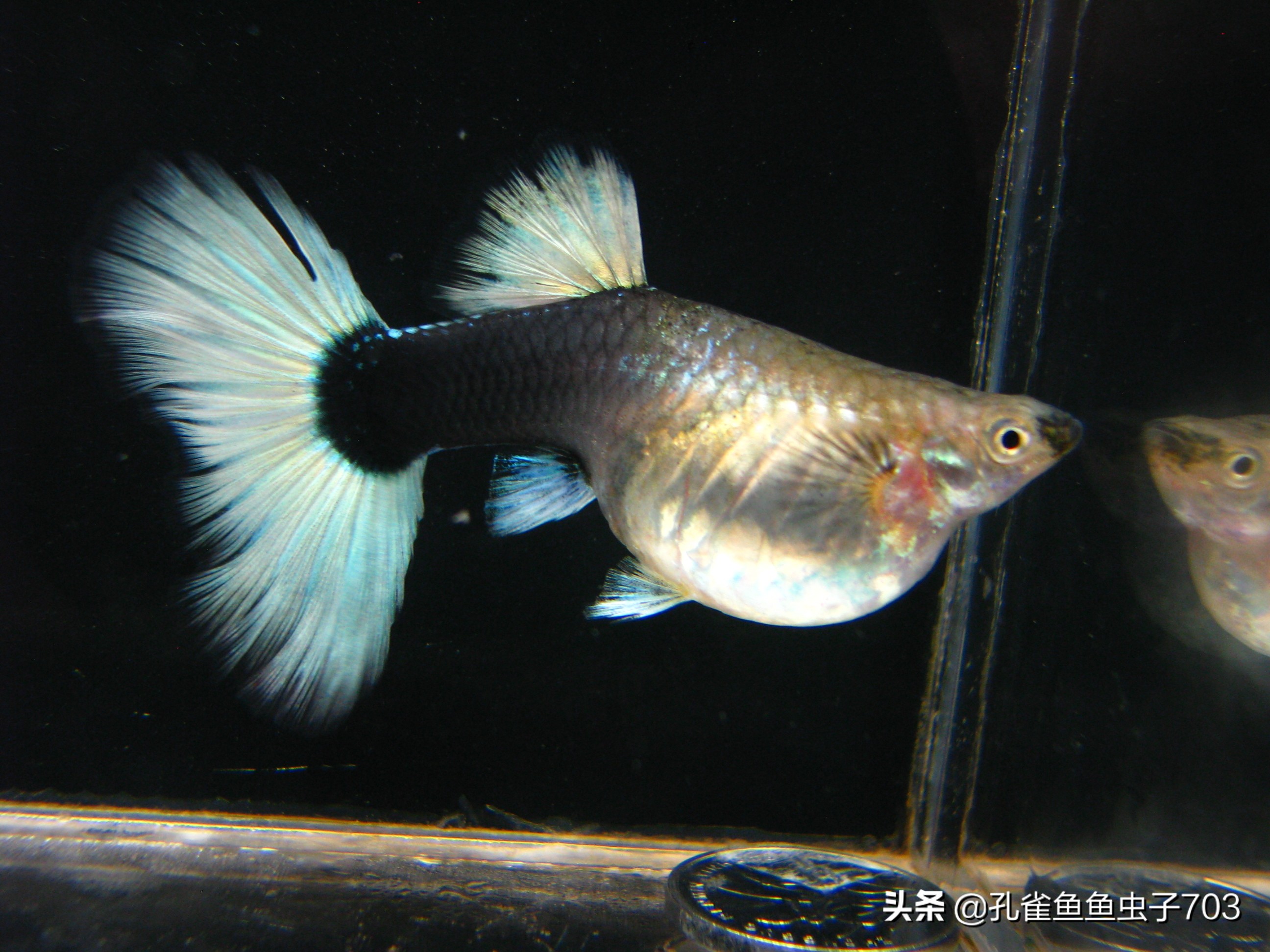 孔雀鱼要怎么买,买孔雀鱼注意哪些事项呢