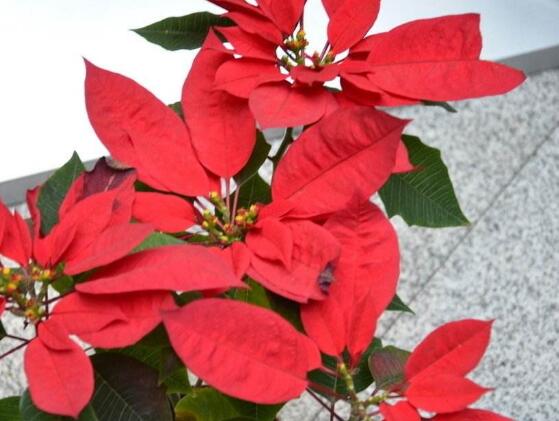 一品红叶子变黄还落叶怎么办,一品红叶发黄什么原因