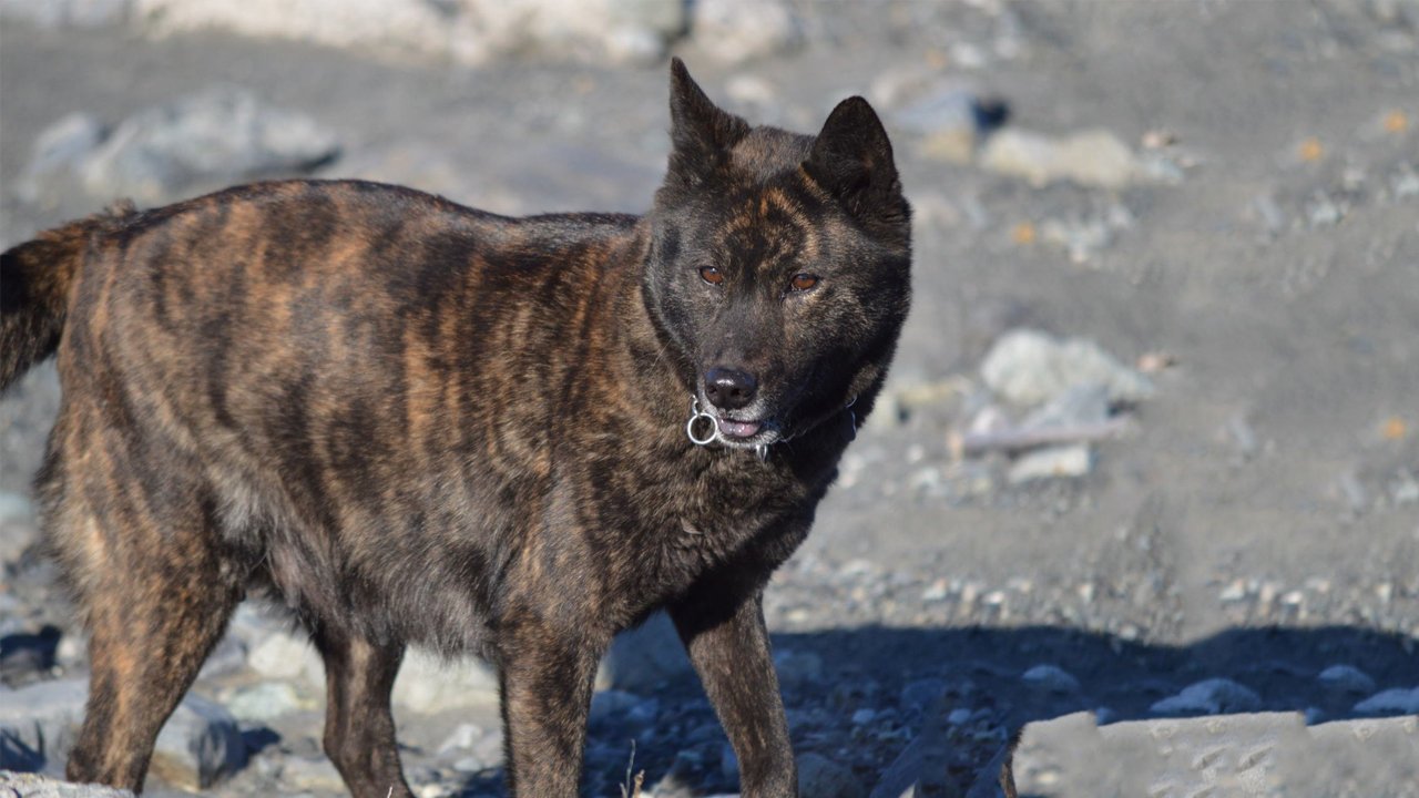 狗狗在中国最受欢迎的品种,中国本土的狗狗有哪些品种
