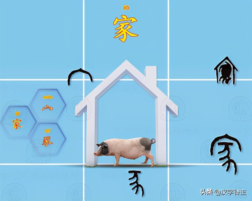 豕字和猪的关系,从猪开始进化