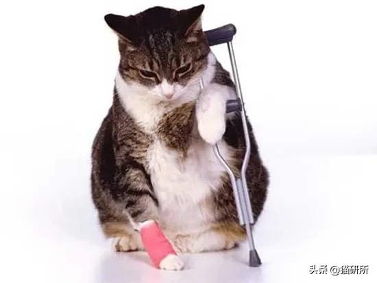 猫咪摔骨折了治疗需要多少钱,猫咪骨折吃什么东西恢复得快