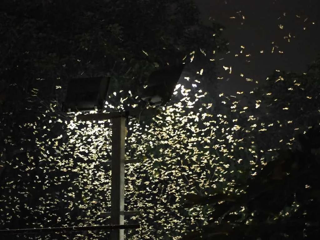 下雨天很多飞蚁是什么蚁,雨后飞蚁怎么来的