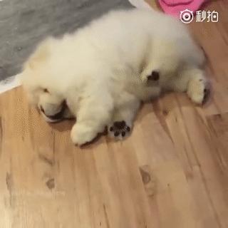 新手如何驯养萨摩耶,怎么养好一只萨摩耶新手