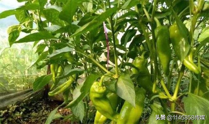 承德七家农家温泉,承德隆化七家湾温泉