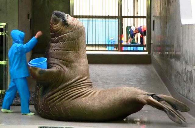 动物体形太大糗事多，海豹小媳妇被压出血，斑鬣狗洞房仅8秒