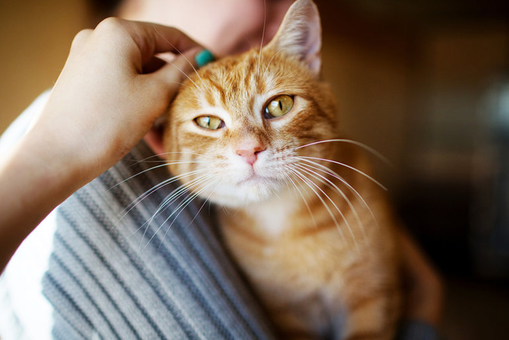 被猫咪抓伤用肥皂水洗可以吗,被家猫抓伤需要用肥皂水洗吗