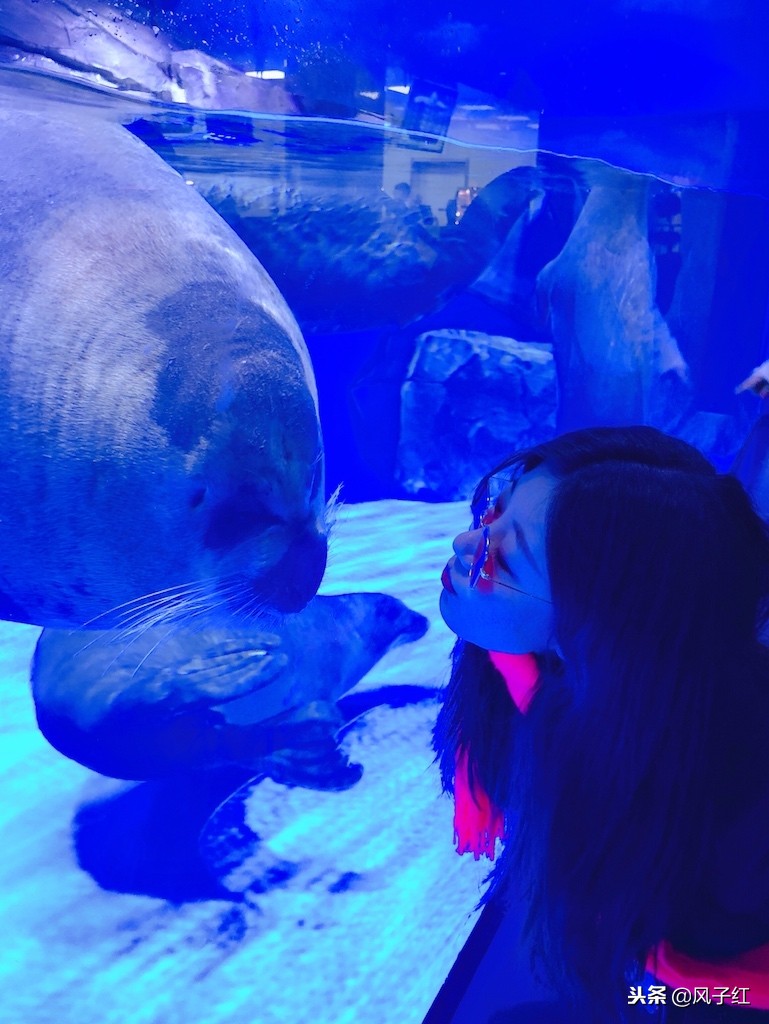 上海新地标丨海昌海洋公园一日游园玩法攻略