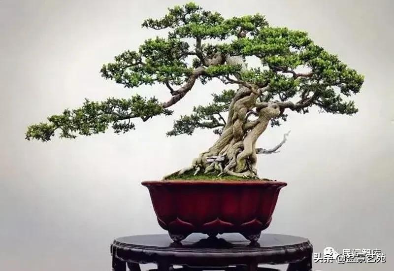 盆景黄杨,赏优美盆景