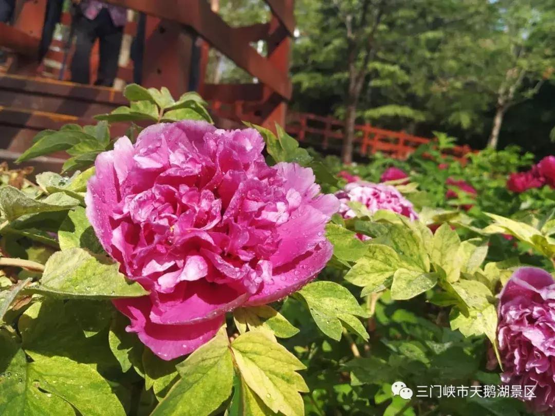 三门峡天鹅湖湿地公园牡丹苑,三门峡天鹅湖牡丹苑赏牡丹