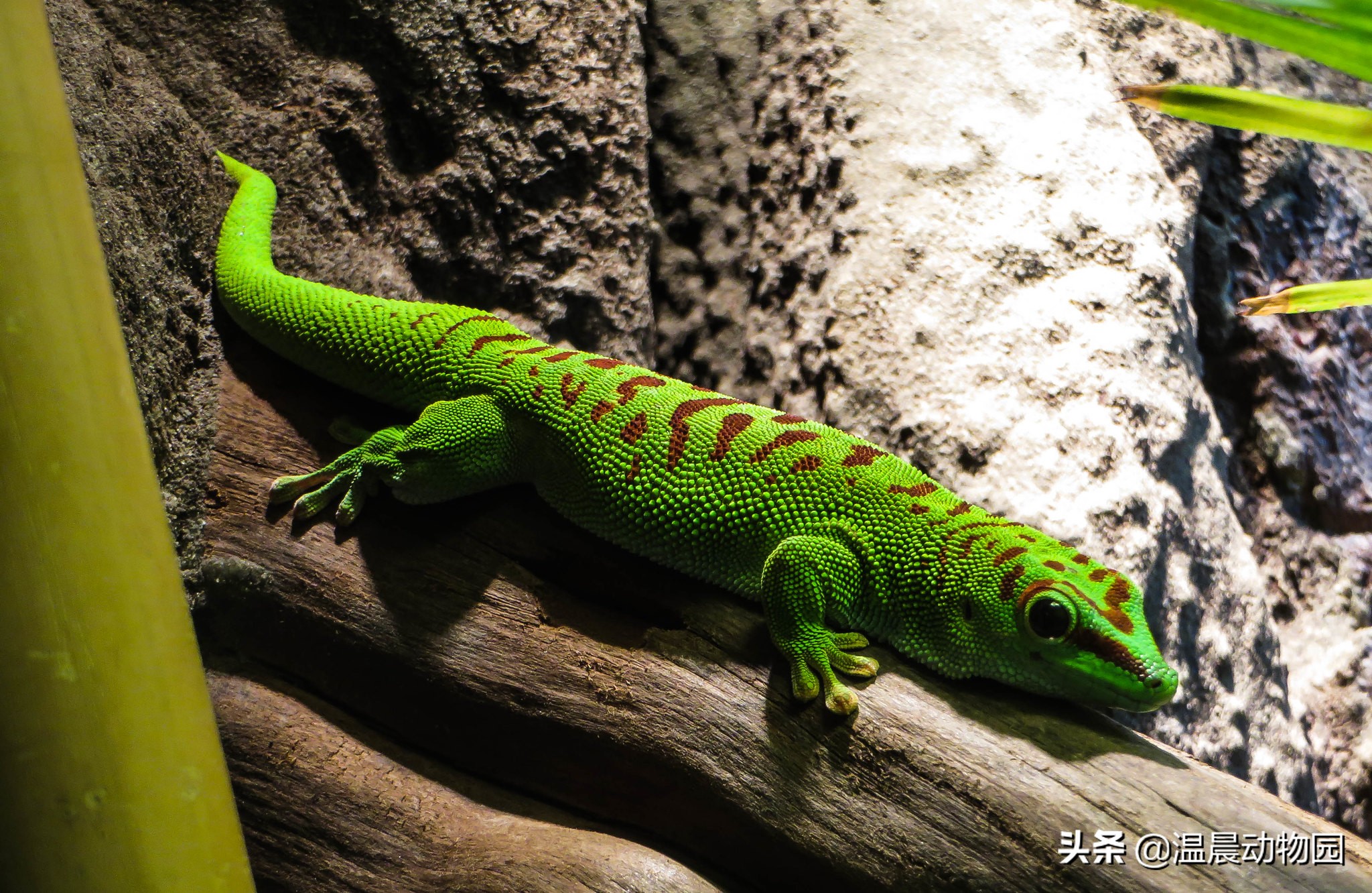 守宫宠物有多少种分别叫什么,守宫类宠物有哪些