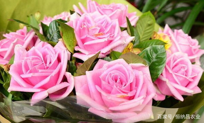 教师节适合送什么花,教师节适合送什么花给老师