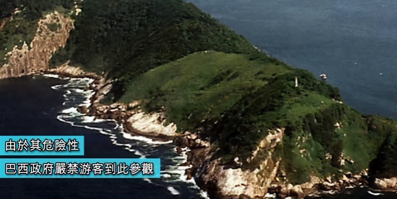 巴西毒蛇岛的蛇有天敌吗,巴西蛇岛每平米1条蛇