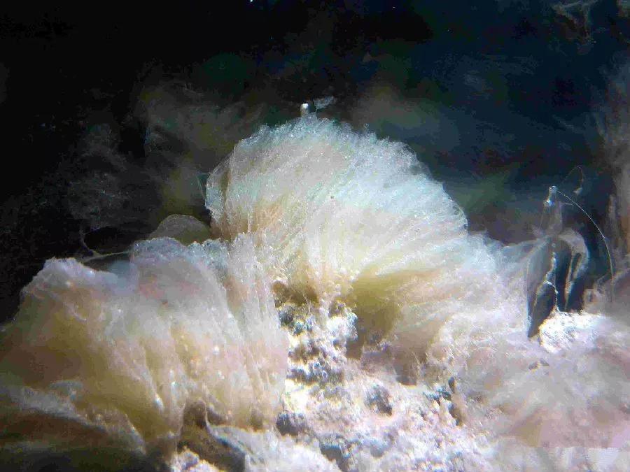 柏林系统海水缸,海缸柏林系统多久完善