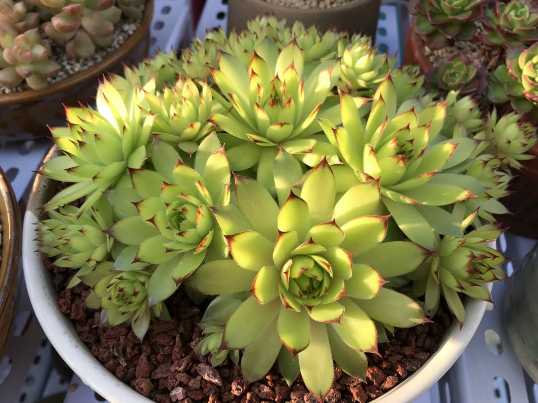 观音莲爆崽后要不要剪,观音莲小崽多久可以爆侧芽