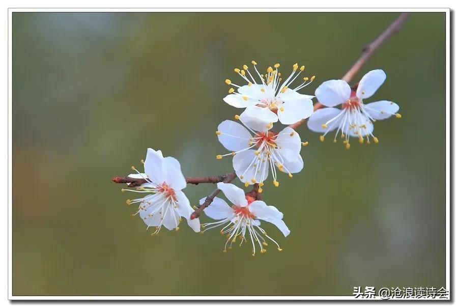 这个春天有好诗,每一首都写满诗意与真情,沧浪诗社佳作选