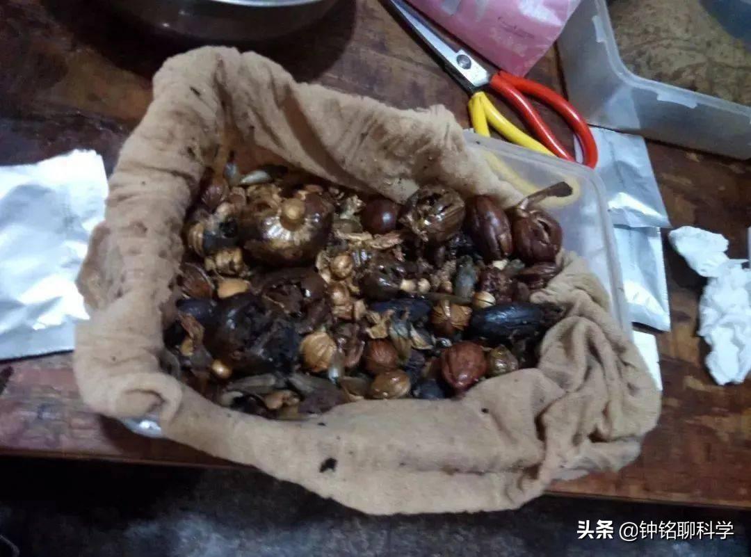 误食罂粟膏之后有什么危害,误食罂粟籽的危害