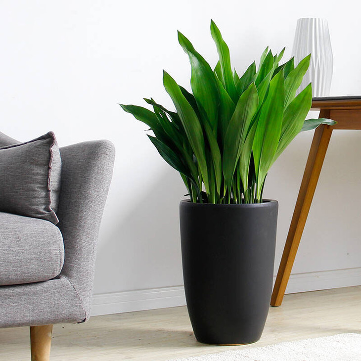 人养花花,人养花花养人哪些花养人