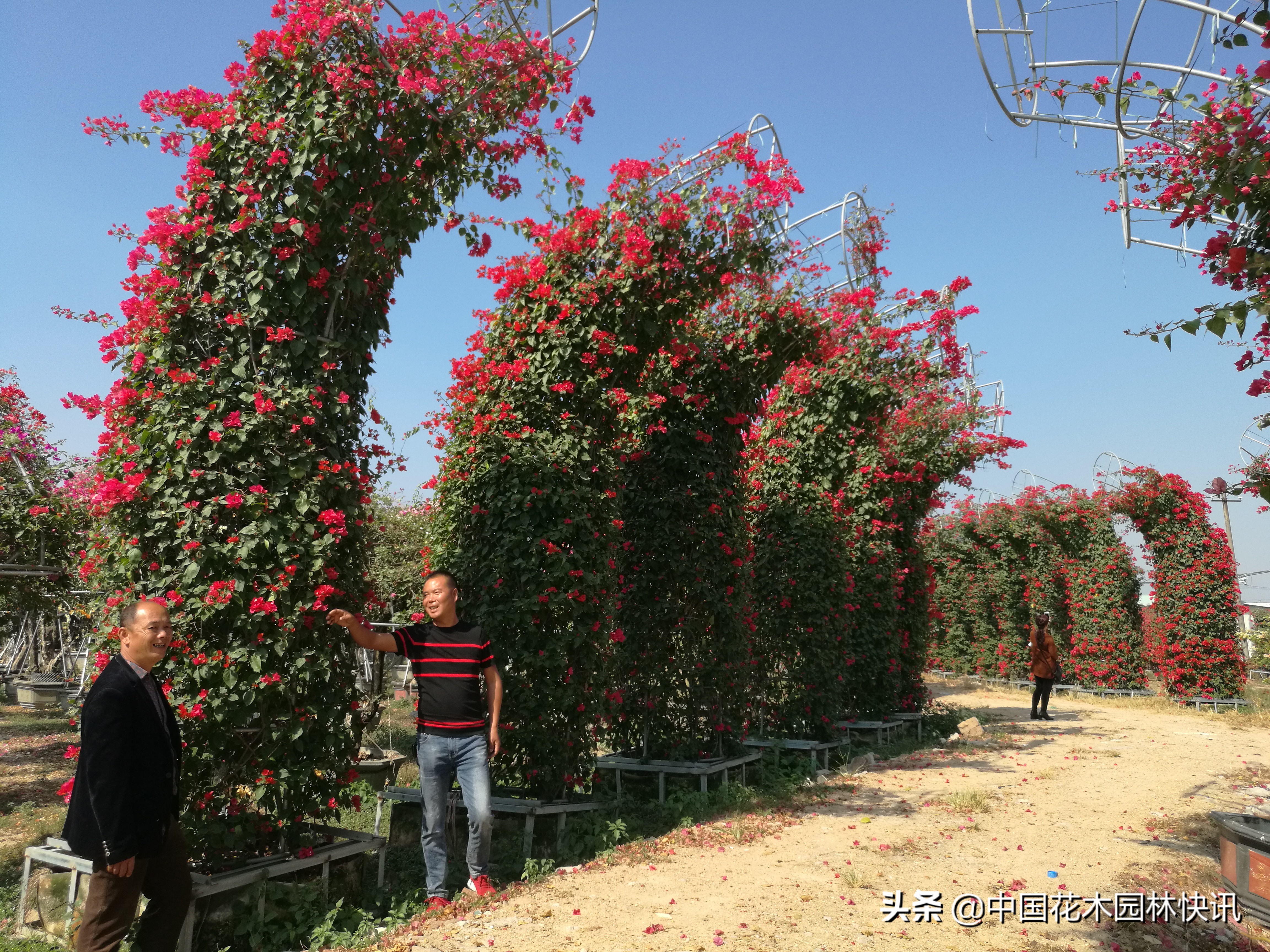 缤纷三角梅,缤纷多彩三角梅