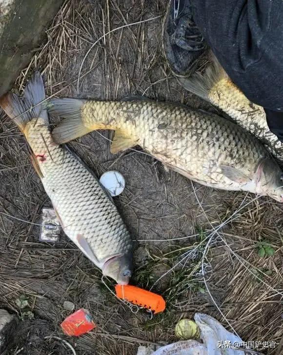 男子在湘江钓到63斤大鱼,男子在湘江钓到近100斤的鳡鱼