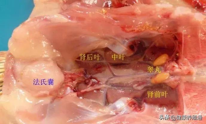 家禽疾病的常用诊断方式有哪些,家禽常见疾病及检测方法书籍