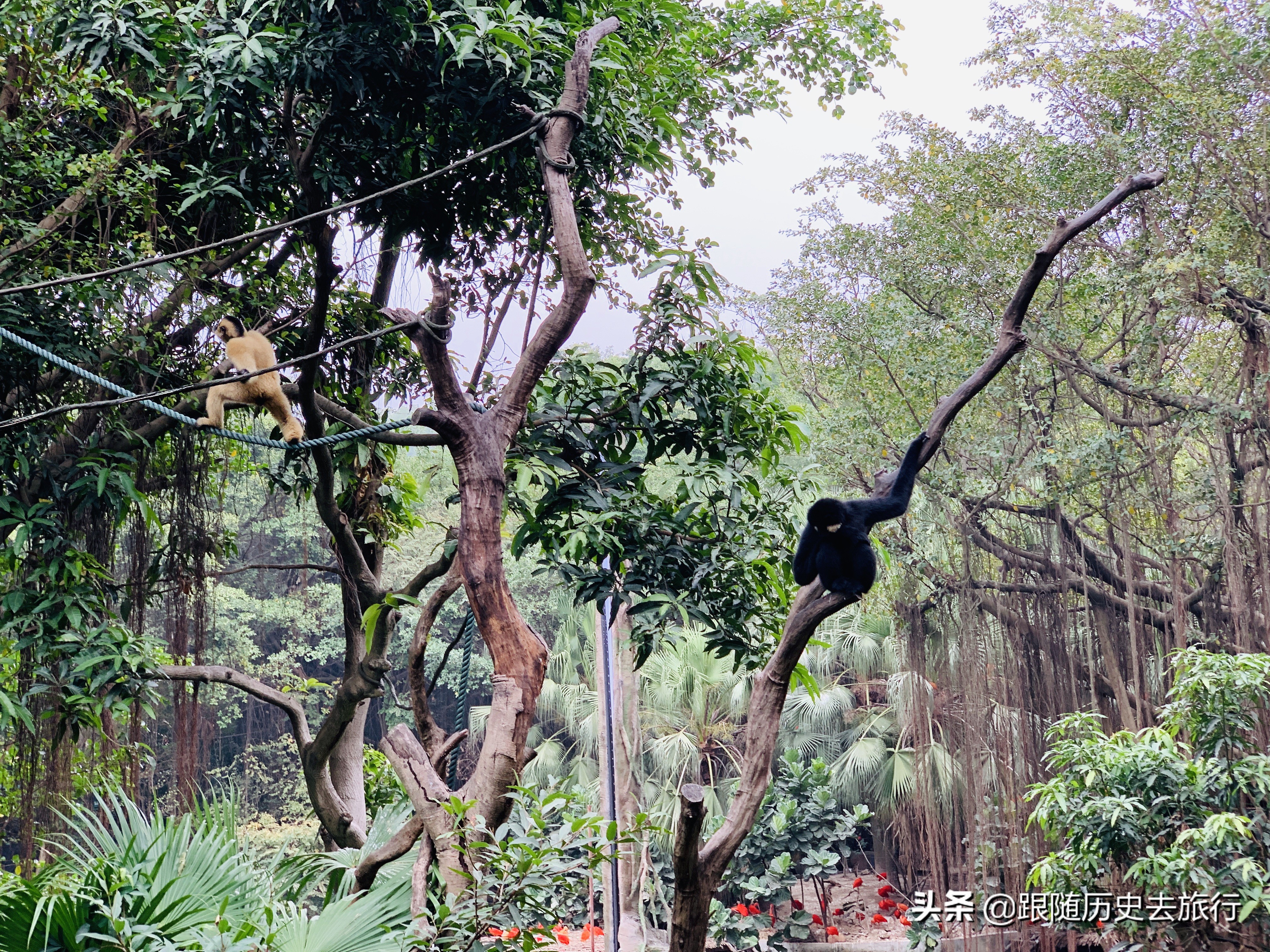 广州长隆水动物世界看大熊猫攻略,广州长隆动物园里的熊猫萌萌
