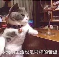 猫咪大了还容易感染猫瘟吗,猫咪不外出被抓伤会得狂犬病吗