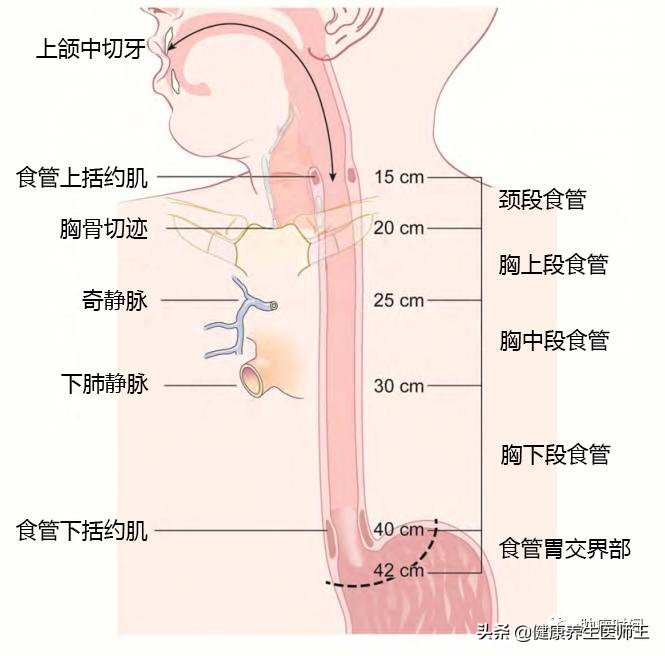 食管癌四期化疗能延长多久生命,食管癌手术后健康宣教