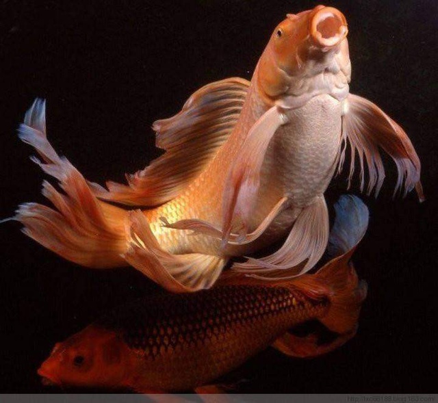 养风水鱼养几条最好,风水鱼不想养了能扔了吗