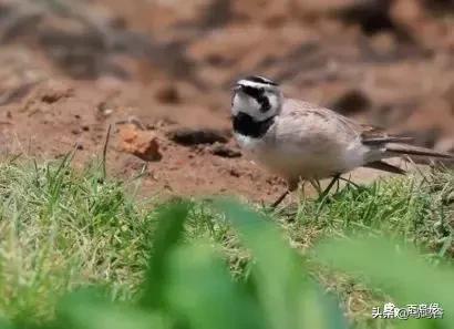 百灵鸟的日常管理,百灵鸟与其它鸟的区别