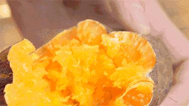 番薯地瓜是不是同一种东西,番薯红薯是同一种吗